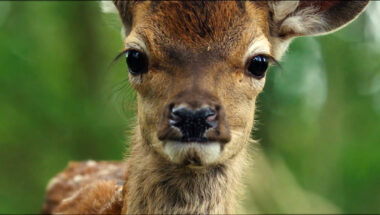 Bambi, l’histoire d’une vie dans les bois